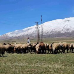 Adilcevaz’da Havalar Isındı, Besiciler Rahatladı