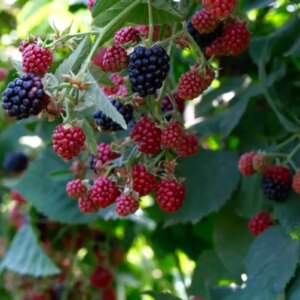 kestelde bogurtlen hasadi basladi RbIP1fjy