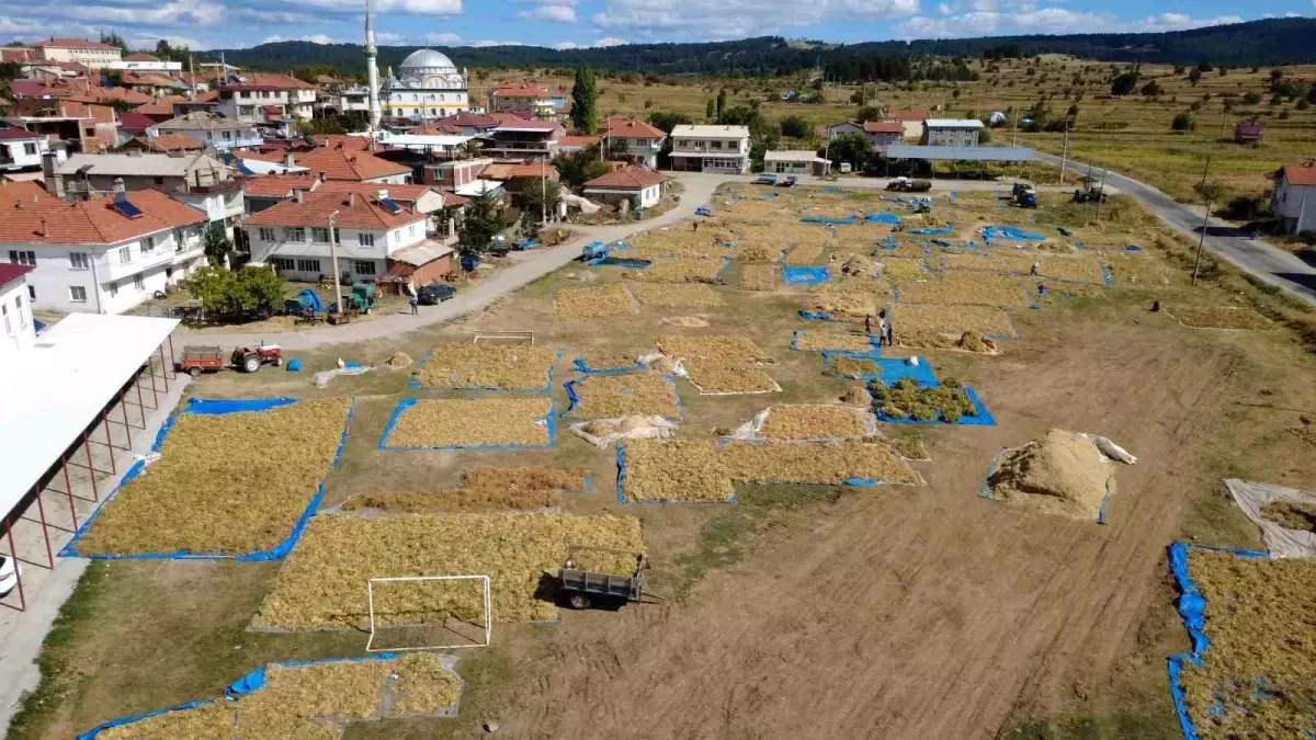 demircide kuru fasulye hasadi basladi F697u39I