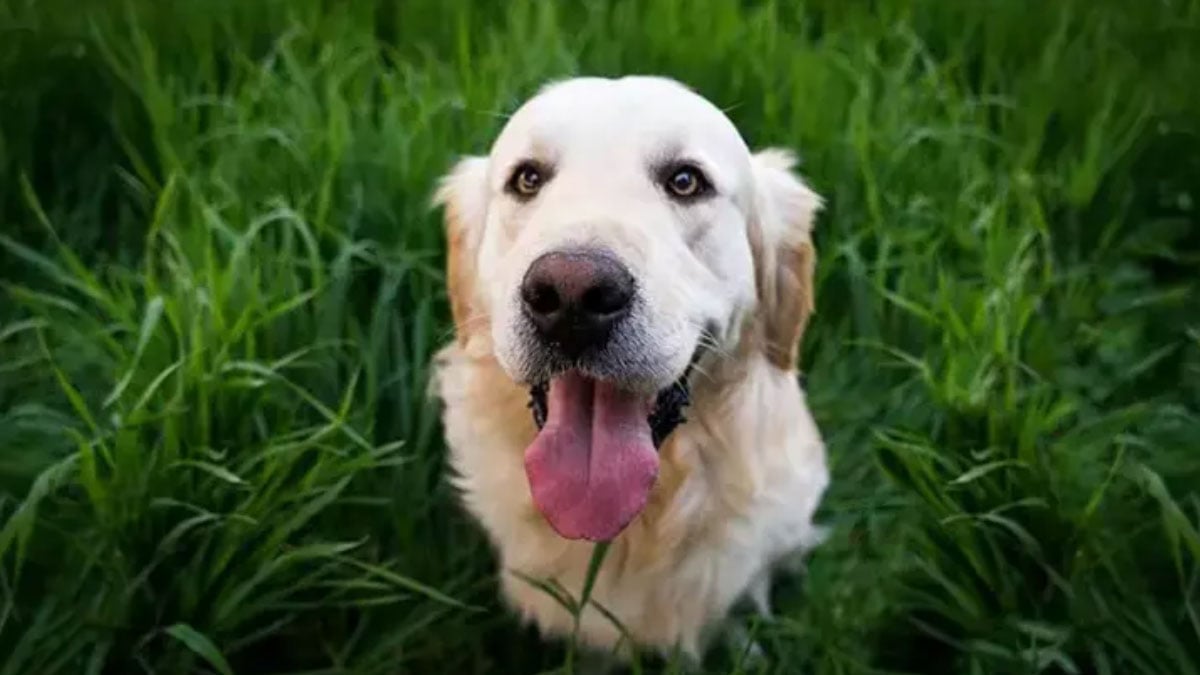 ulkede turist kopeklerle ilgili onemli karar gunluk vergi uygulanacak jlSLJu8S