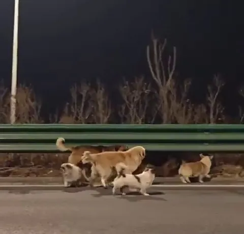 Hırsızların Kamyonundan Kurtulan 7 Köpek, 17 Kilometre Yürüyerek Evlerine Döndü