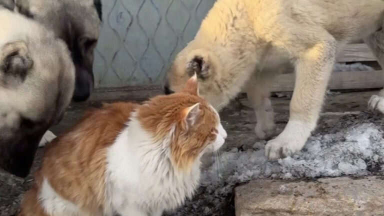 kedi-ile-kangal-kopeklerinin-dostlugu-gorenleri-saskina-ceviriyor-SxaIu8xA